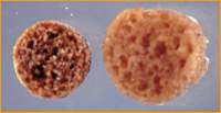 Cross section of Food Sticks