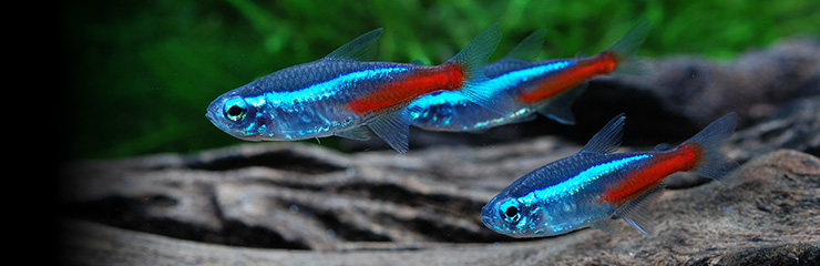 HIKARI Micro Pellets  Slowly Sinking Food for Small Tropical Fish