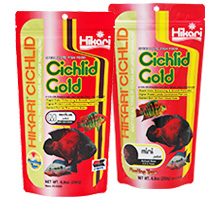 Hikari Cichlid Cichlid Gold